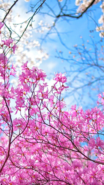 Spring, Beautiful, Flowers HD phone wallpaper