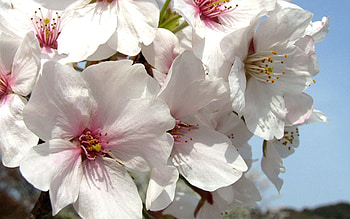 Plants, Flowers HD wallpaper