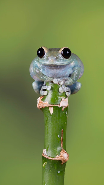 Cute Frog, Little Cute Frog HD phone wallpaper