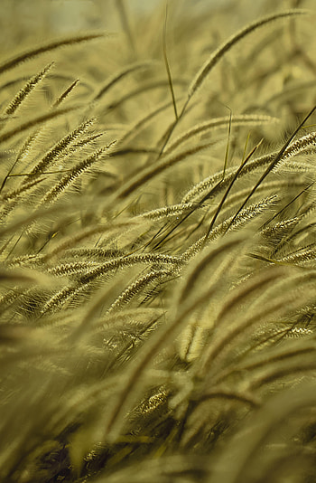 Nature, Grass, Dry, Wind, Ear HD phone wallpaper