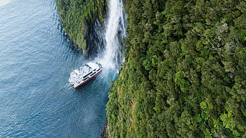 Milford Sound, Bootstour von Te Anau, Wildlife observation, CheckYeti HD wallpaper