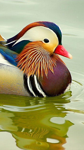 Mandarin Duck, Lake Background HD phone wallpaper