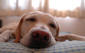 Dog in Sleeping, dog, eyes, large, nose, closeup, brown, animals, tan, mouth HD wallpaper