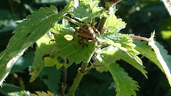 Spider, Nettles, Nature, Late Summer HD wallpaper