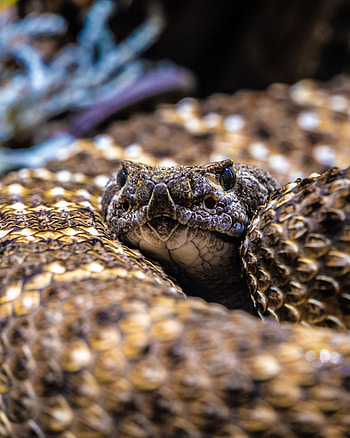 Rattlesnake roundup, Sweetwater, Texas, Controversial event, Wildlife conservation debate HD phone wallpaper
