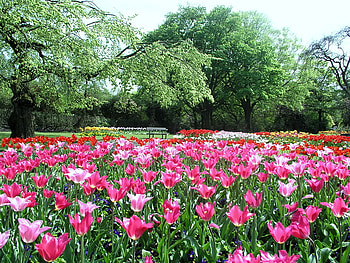 Spring carpet, carpet, pink, gree, trees, flowers, spring HD wallpaper