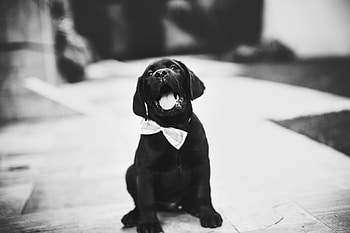 Animals, Dog, Bw, Chb, Puppy, Bow Tie, Butterfly Tie HD wallpaper