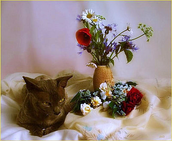 Cat's rest - still life, purple, white, brown, vases, red, cat, flowers HD wallpaper
