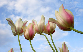 Flowers, Background, Sky, Tulips, Drops HD wallpaper