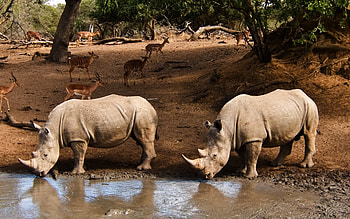 Rhinos and Antelopes, rhinos, animals, antelopes, Africa, water HD wallpaper