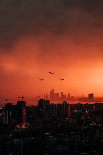 Cities, Birds, Sunset, Twilight, City, Building, View From Above, Dusk HD phone wallpaper