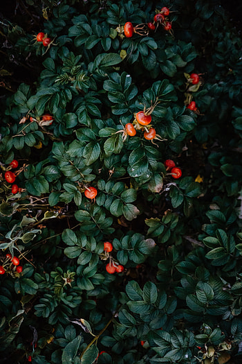 Leaves, Berries, Briar, Bush, Plant, Macro HD phone wallpaper