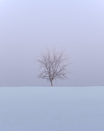 Winter, Nature, Snow, Wood, Tree, Minimalism, Field HD phone wallpaper