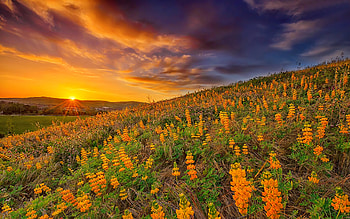 Wildflowers at sunset, wildflowers, field, clouds, sky, beautiful, orange, sunset, fiery HD wallpaper