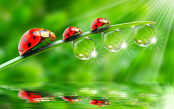 Cute Ladybug High Quality Resolution for Background HD wallpaper