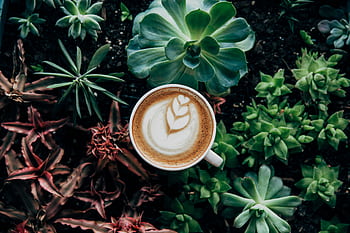 A beautifully crafted latte with art nestled among vibrant succulents, capturing the blend of nature and coffee culture. HD wallpaper
