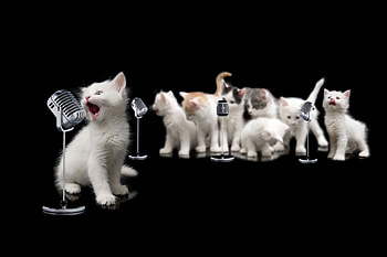 Kitten Diva, kitten, sweet, animal, white, black, cute, singer, cat, diva, pisica, creative, music, funny, micro HD wallpaper