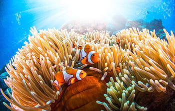 Colorful clownfish, Marine fish, Tropical beauty, Underwater wonder HD wallpaper