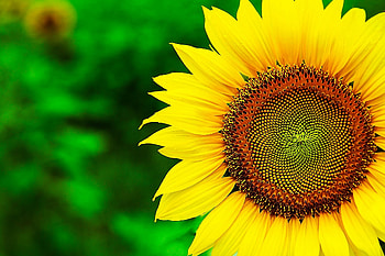 Sunflower beauty, Nature's masterpiece, Vibrant yellow petals, Captivating bloom HD wallpaper