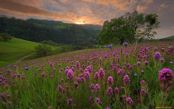 meadow at sunset, meadow, flowers, hills, sunset HD wallpaper