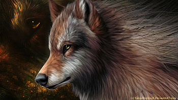 Animals, Wolfs HD wallpaper