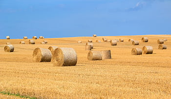 Scenic view of round hay bales scattered across a harvested wheat field under a clear blue sky. HD wallpaper