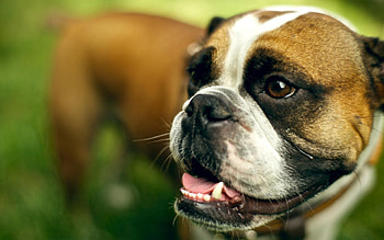Animals, Dog, Muzzle, Tired, Boxer HD wallpaper