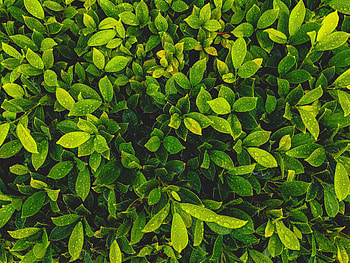 Nature, Leaves, Drops, Plant HD wallpaper
