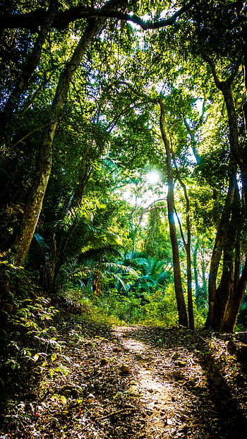 A serene forest path illuminated by the sun, surrounded by lush greenery. HD phone wallpaper