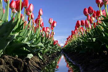 Flowers, Water, Sky, Tulips, Reflection, Field, Trench HD wallpaper