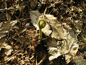 praprot, plants, spring, fern HD wallpaper
