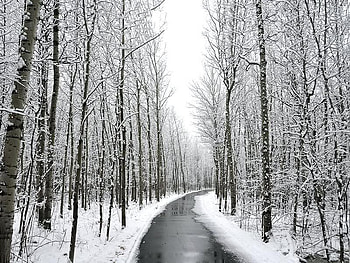 Winter Road, winter, trees, sky, snow HD wallpaper