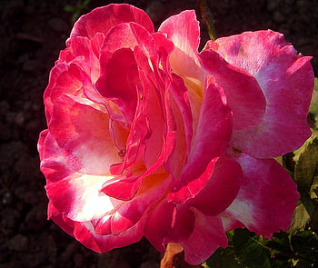 Helen's rose, rose, white, flower, green, red, close up HD wallpaper