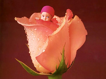 Hidden, rose, abstract, graphy, romm, baby, kilden HD wallpaper