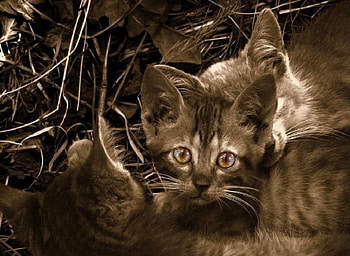 what..what?, kitten, brown HD wallpaper