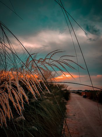 Kashful, sky, flowers, sunset, roads HD phone wallpaper
