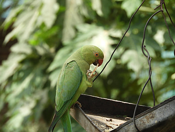 Animals, Parrots, Bird, Focus, Necklace Parrot, Burnt Parrot HD wallpaper