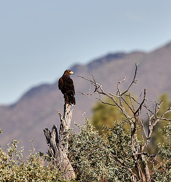 Animals, Bird, Branches, Predator, Eagle, Focus HD phone wallpaper