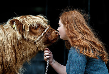 Highland girl and Highland calf, Royal Highland Show, Edinburgh, Scottish lady, Highland calf, June 21 2017 HD wallpaper