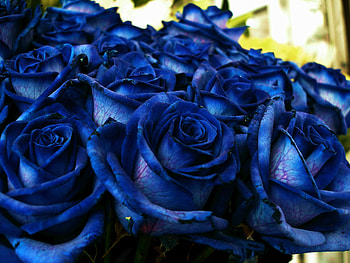 Blue roses, bouquet, fresh HD wallpaper