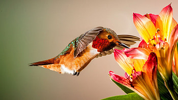 Hummingbird, Up-close encounter, Floral paradise, Captivating HD wallpaper