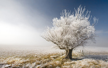 Landscape, Winter, Trees HD wallpaper