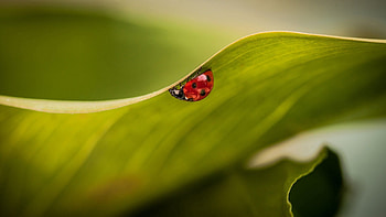 Leaves, Plant, Macro, Ladybug, Ladybird HD wallpaper