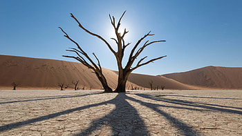Dry Tree Branches Land Blue Sky Sunrays Background Reflection Nature HD wallpaper