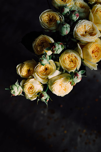 Fresh yellow flowers, buttercup, bloom HD phone wallpaper