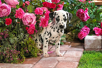 DALMATION PUPPY, animal, puppy, cute, flowers, spots, dalmation HD wallpaper