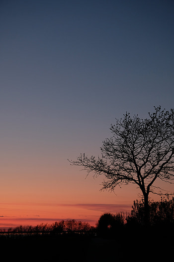 Twilight, Bush, Dark, Wood, Tree, Dusk, Outlines, Evening HD phone wallpaper