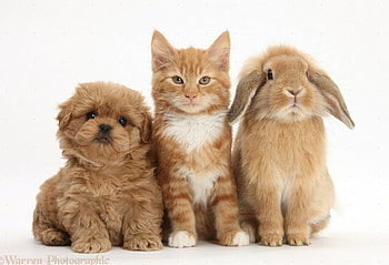 Pets, kitten, bunny, puppy, rabbit HD wallpaper