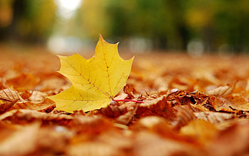 Nature, Autumn, Sheet, Leaf, Maple HD wallpaper