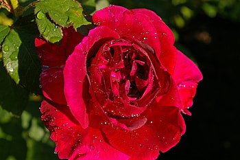 Drops, Flower, Macro, Rose Flower, Rose, Bud HD wallpaper